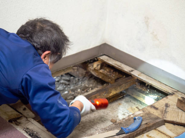 Best Mold Removal Near Me  in Ranchester, WY