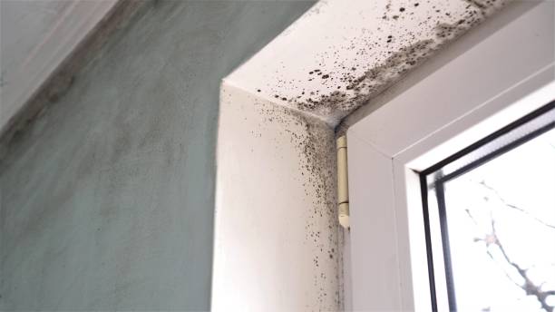 Best Home Mold Removal  in Ranchester, WY
