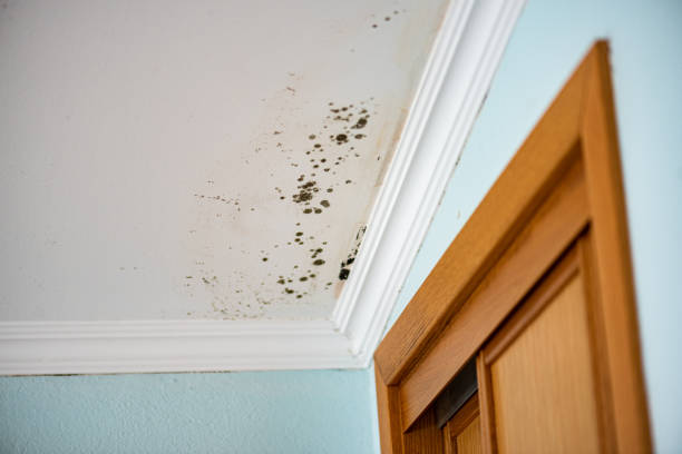 Best Best Mold Removal Companies  in Ranchester, WY