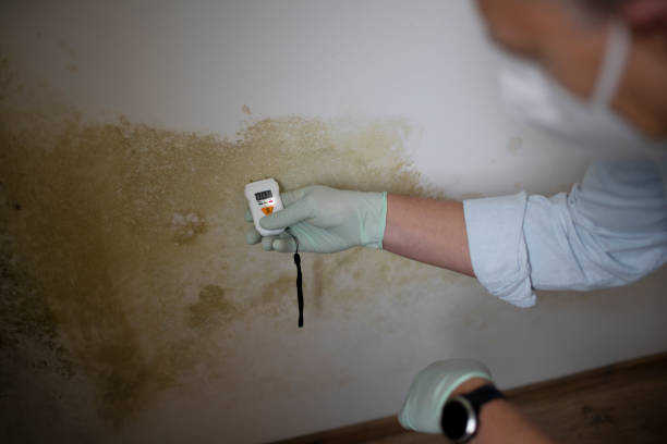 Best Attic Mold Removal  in Ranchester, WY