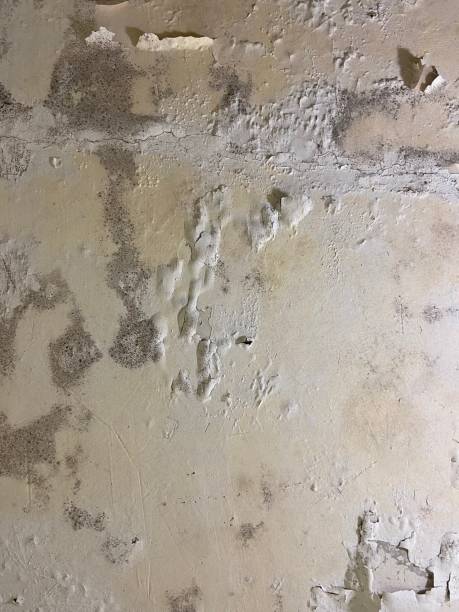 Best Commercial Mold Removal  in Ranchester, WY