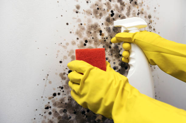 Best Mold Remediation  in Ranchester, WY