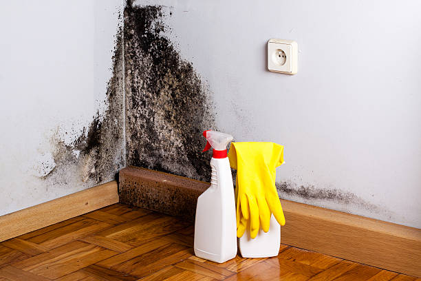 Best Toxic Mold Removal  in Ranchester, WY