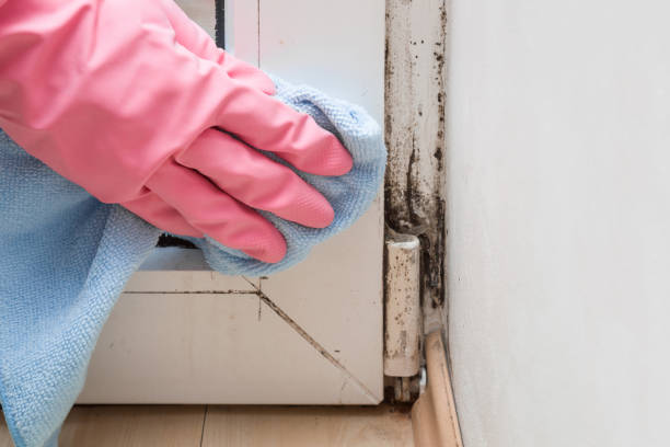 Best Affordable Mold Removal  in Ranchester, WY
